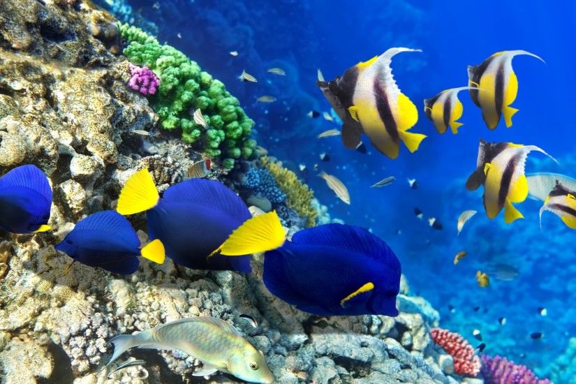 UltraHD wallpaper icon Coral reef with colorful fishes wallpaper