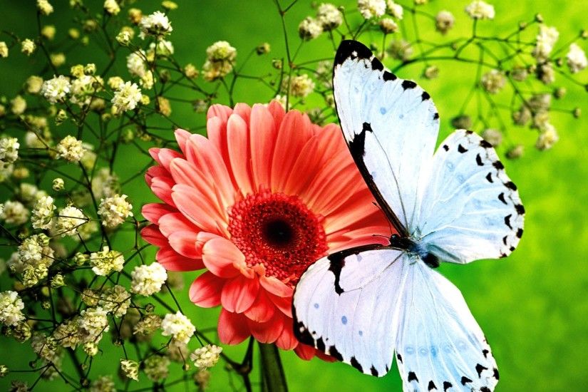 Beautiful Butterfly 764746