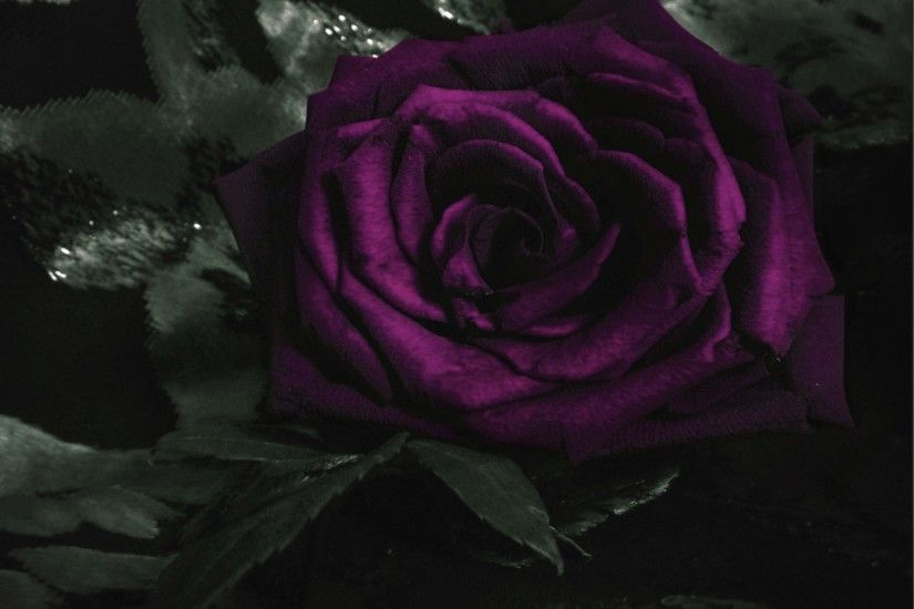 Dark-Violet Rose