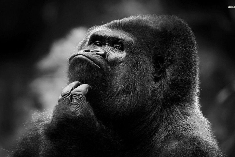 ... Thinking gorilla wallpaper 1920x1200 ...