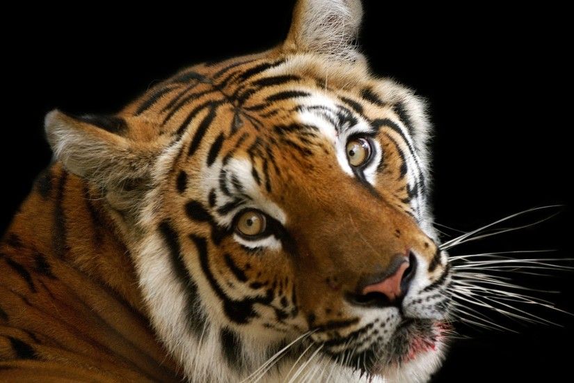 Get the latest tiger, face, big cat news, pictures and videos and learn all  about tiger, face, big cat from wallpapers4u.org, your wallpaper news  source.