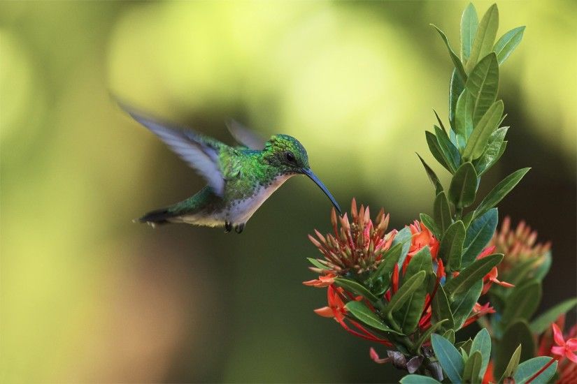 Flemming Fletcher - hummingbird wallpaper: Full HD Pictures - 2048x1365 px