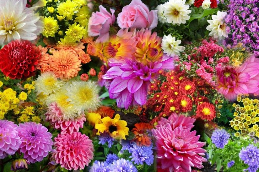 Plenty Tag - Autumn Garden Colorful Flowers Pink Lavender Roses Summer  Collage Fall Red Bright Mums