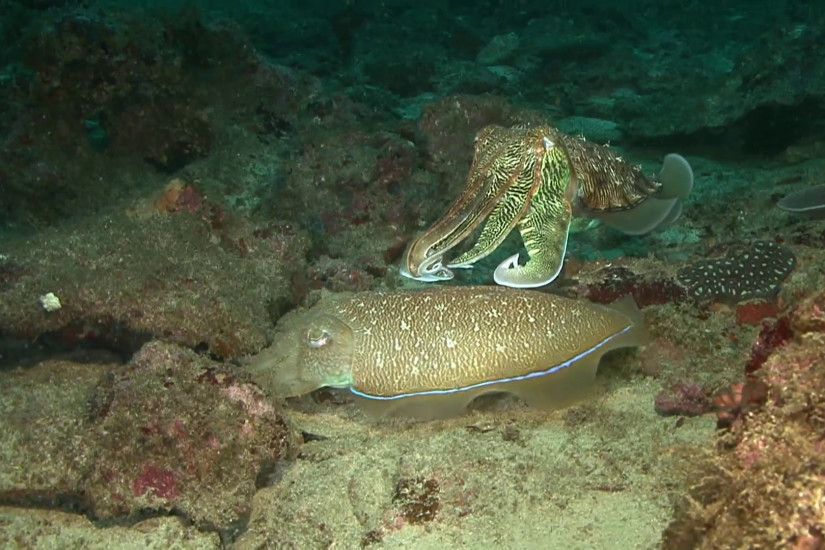 Oman, diving the Arabian sea, Cuttlefish Stock Video Footage - VideoBlocks