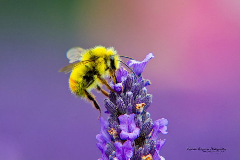 Honey Bee Lavendar Nectar