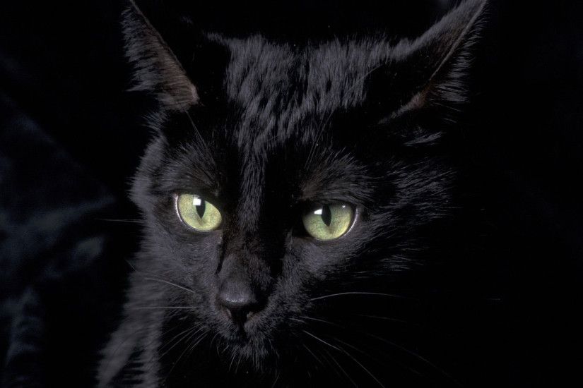 hd pics photos cute pure black cat hd quality desktop background wallpaper