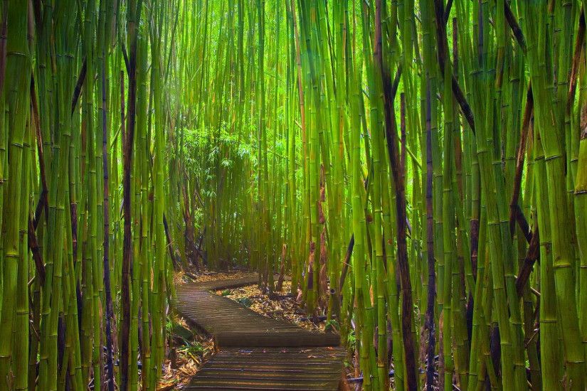 Preview wallpaper bamboo, thickets, path, bends, young, green 1920x1080