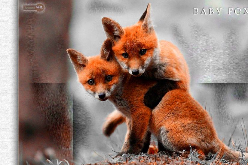 Baby-Fox-Wallpaper.jpg ...