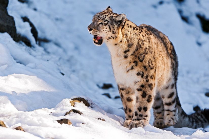 ... Snow Leopard HD Wallpaper 2560x1600