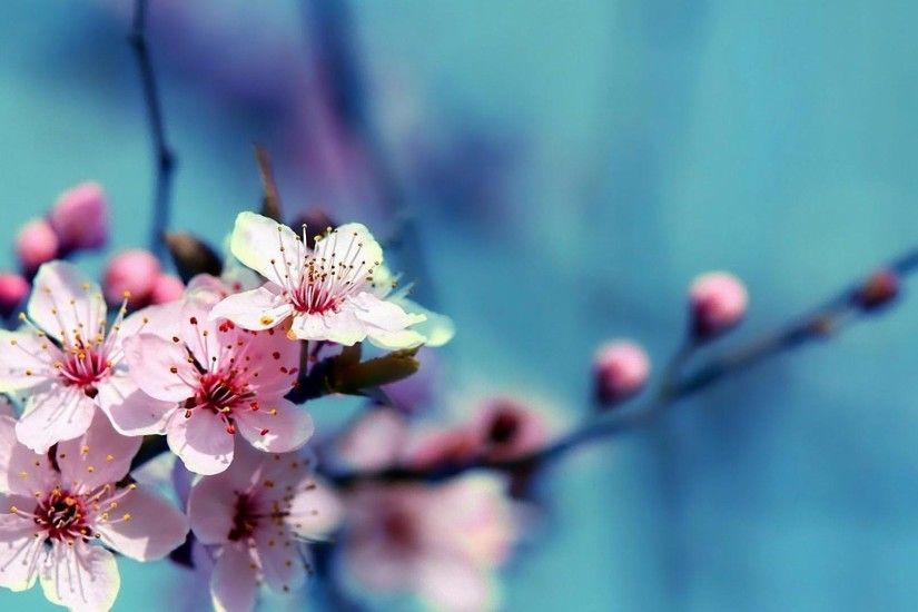 6. cherry-blossoms-wallpaper-HD6-600x338