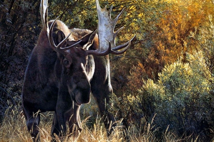 Moose HD Wallpapers | Moose Desktop Wallpaper and Pictures | Cool .