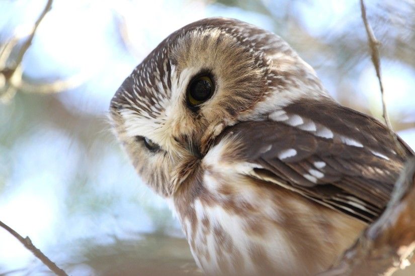 wallpaper.wiki-Cute-Owl-Picture-Free-Download-PIC-