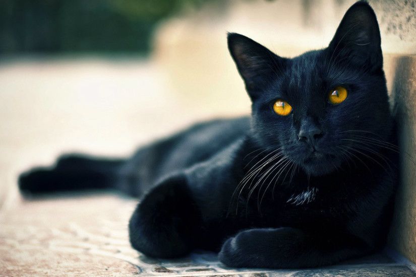 Beautiful Black Cat HD Desktop Wallpaper