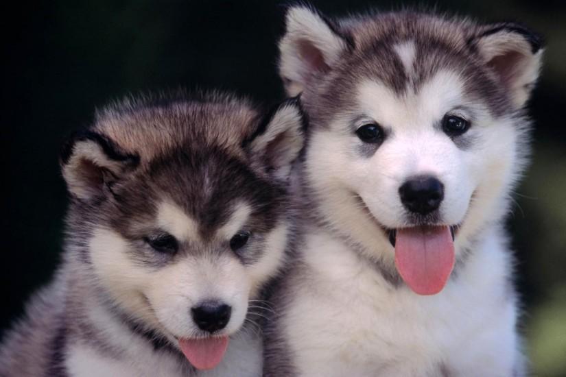 Preview wallpaper husky, puppies, couple, leisure 1920x1080