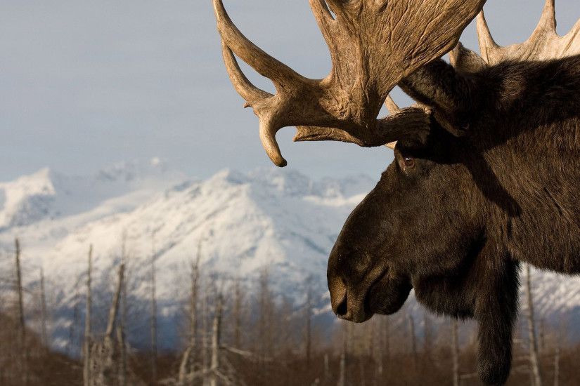 16 Wonderful HD Moose Wallpapers