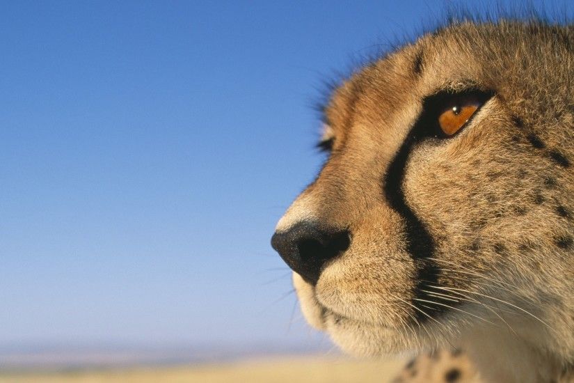 Animal download cheetah wallpapers HD.