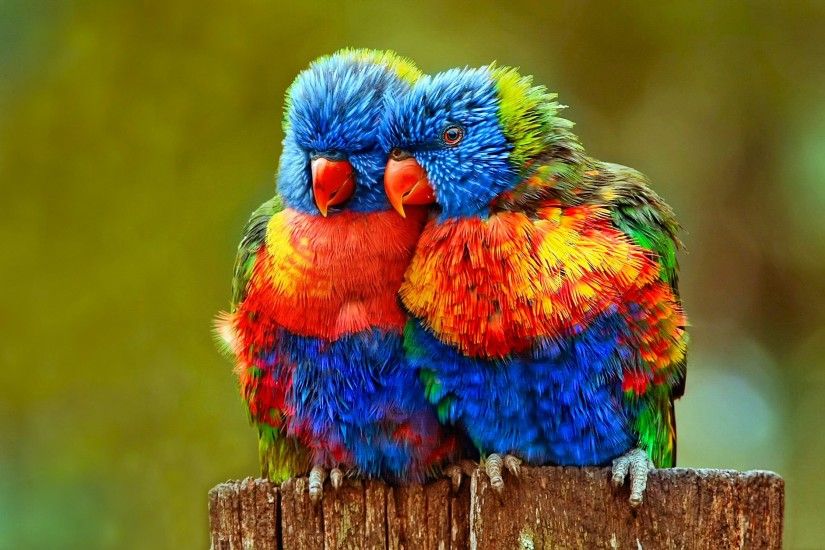 Animal - Rainbow Lorikeet Lovebird Parrot Lorikeet Bird Colorful Close-Up  Wallpaper