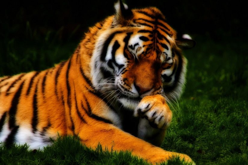 face, zoo, backgrounds, color, orange, animal, cats, mobile phone,  paw,lovely, whiskers, background images, animals, wildlife, stripes,  predator, nature, ...