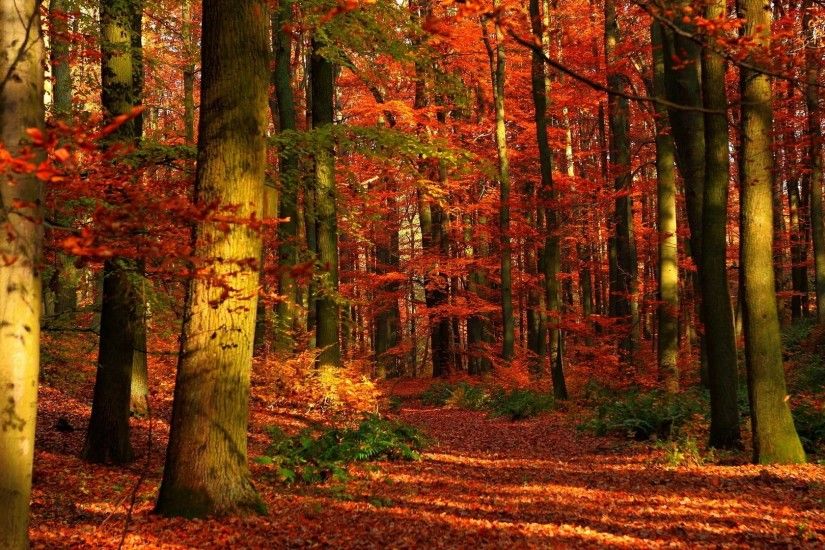 Preview wallpaper autumn, wood, leaves, trees, red, gleams 3840x2160