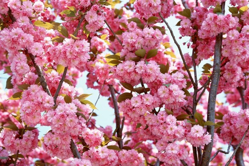 most popular cherry blossom wallpaper 1920x1200 for meizu