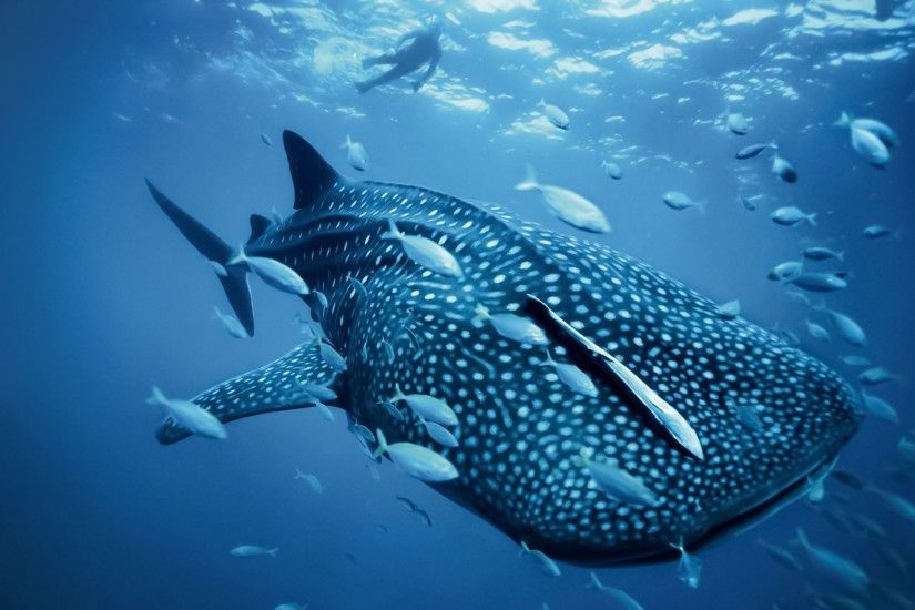 Whale shark Wallpapers | Pictures | swordfish | Pinterest | Whale .