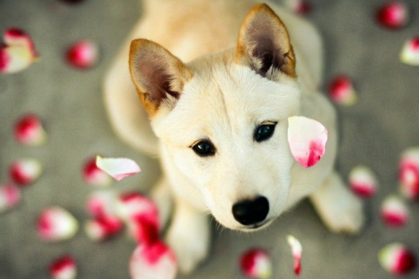 Cute Puppy Wallpaper 25746