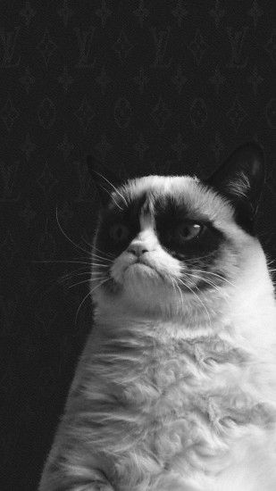 Funny cat iPhone 6s wallpapers Funny-Grumpy-Cat-HD-Wallpaper-iPhone-6-plus