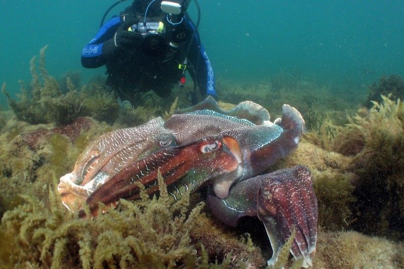Whyalla Australian Giant Cuttlefish