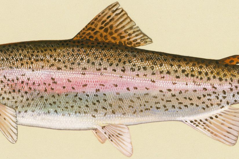 Rainbow trout photo