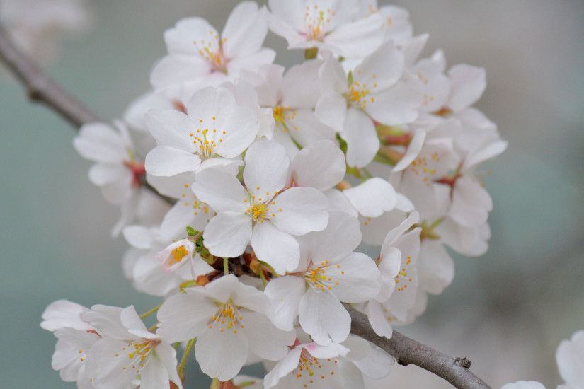 computer cherry blossom wallpaper - free download