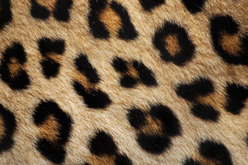 ... Animal Background Texture (15) by llexandro