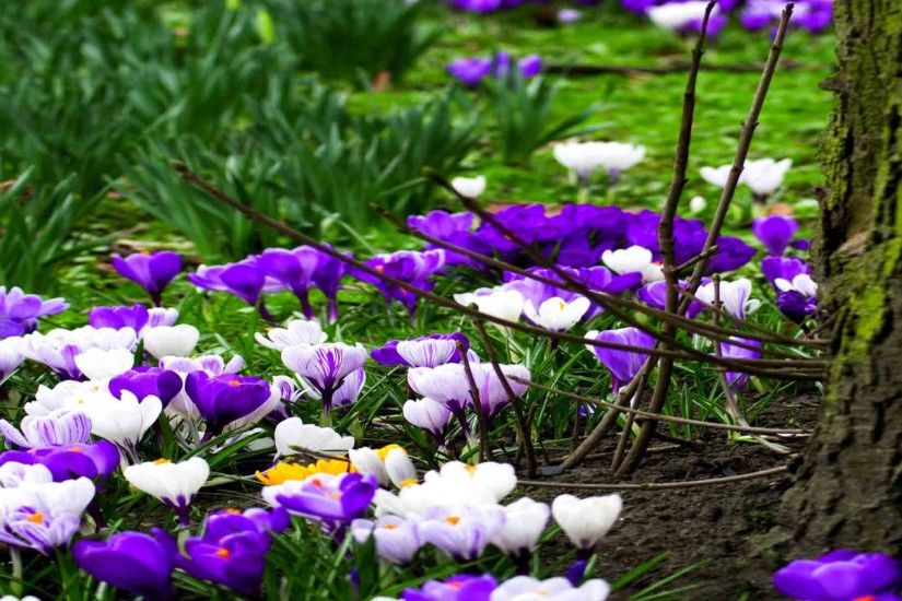 <b>Spring Flowers</b> Background | <b>Spring Flowers