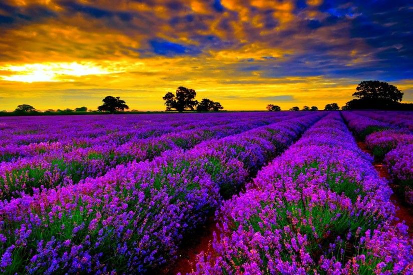 most beautiful field of lavender flowers widescreen desktop wallpapers hd  4k high definition windows 10 colourful images backgrounds download  wallpaper ...