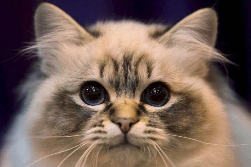 16 (Showcase: 40 Adorable Cat Wallpapers in 1080p)