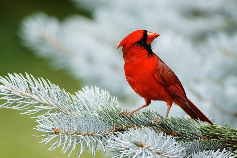 Red Cardinal Birds – 1080p HD Wallpaper 1920x1080