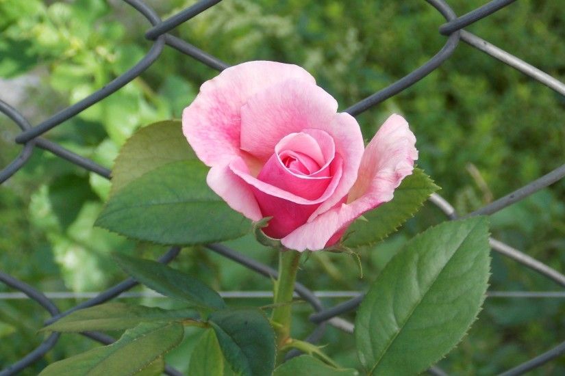 Mesh fence and a pink rose