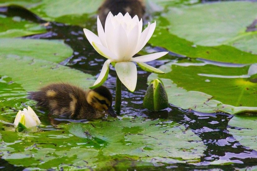 Duckling in Lily Pond - Wallpaper #45466