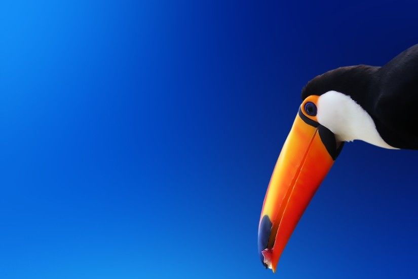 Toucan Wallpaper Hd For Mobile And Pc Wallpapers : Wallpapers13.com ...
