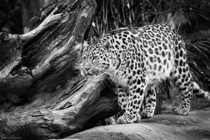pin Amur Leopard clipart white background #7