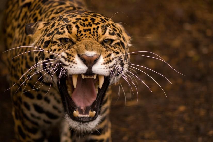 Jaguar Animal Wallpapers - Full HD wallpaper search