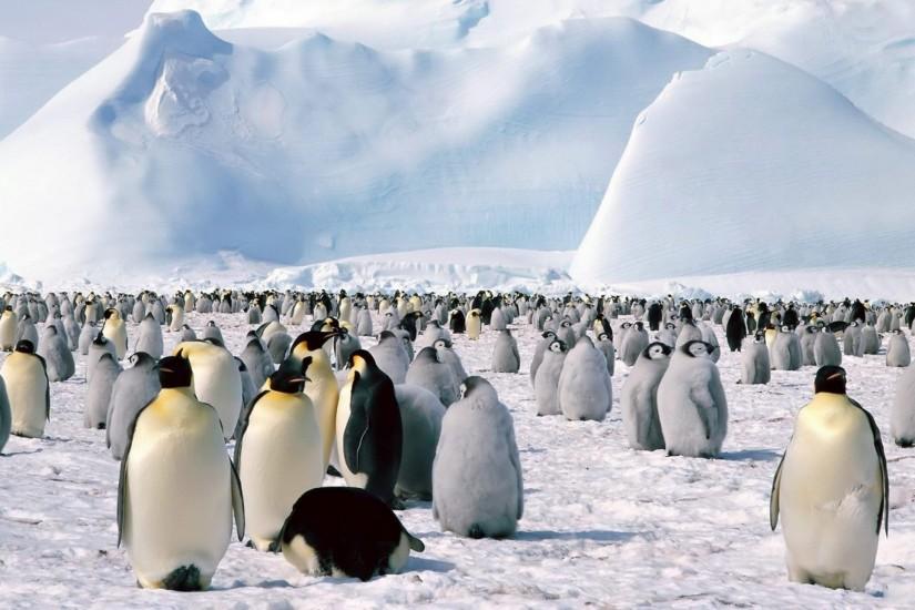 Preview wallpaper penguin, arctic, snow 2560x1440