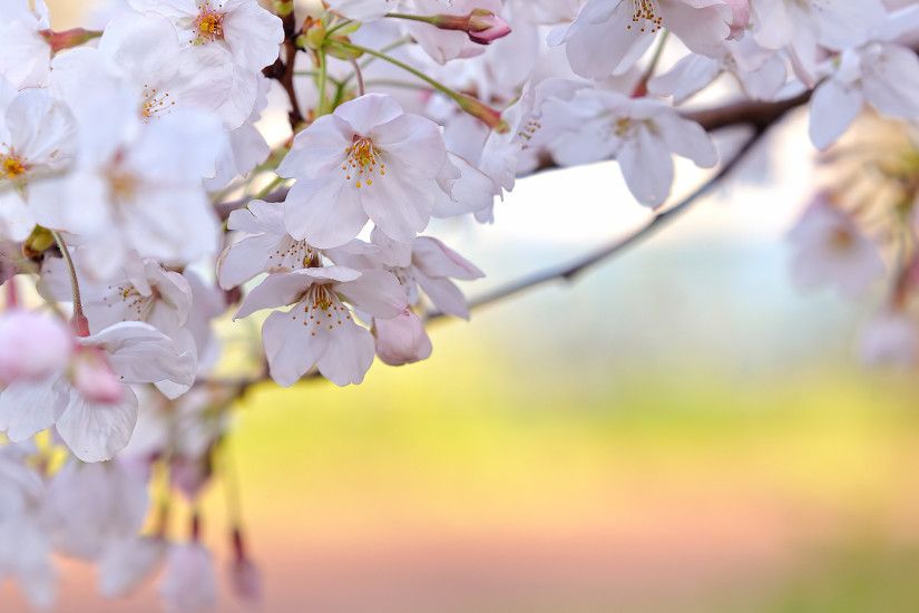 50 Lovely Cherry Blossom Wallpapers to brighten your Desktop