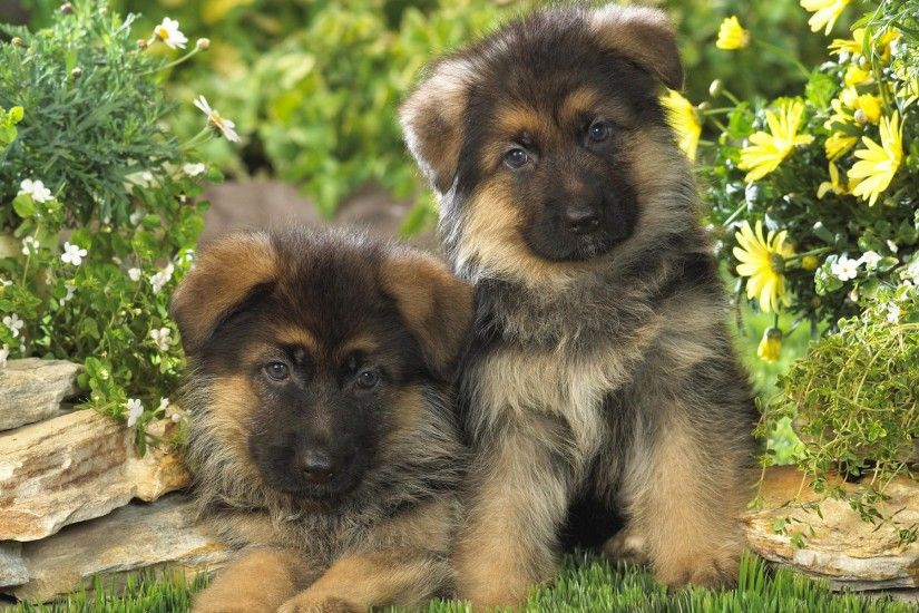 Desktop images of german shepherd dogs and puppies