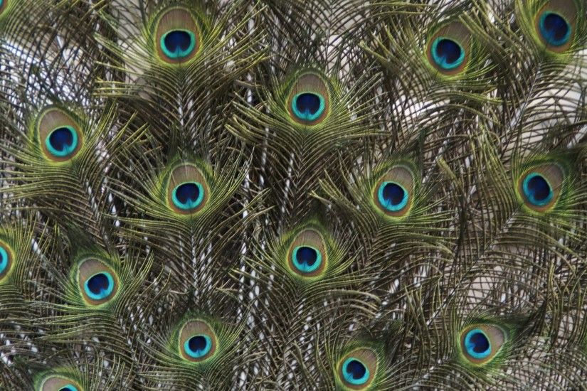 Peacock Feathers HD Desktop Wallpaper