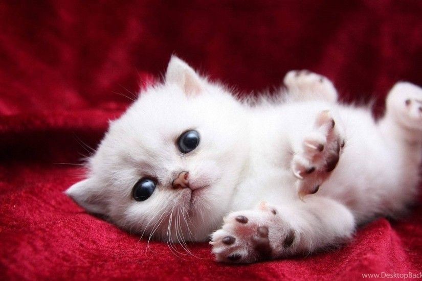 Gallery For Pictures Of Super Cute Kittens