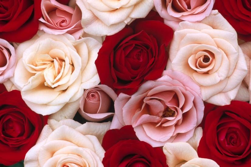 free download roses background 1920x1200 for ios