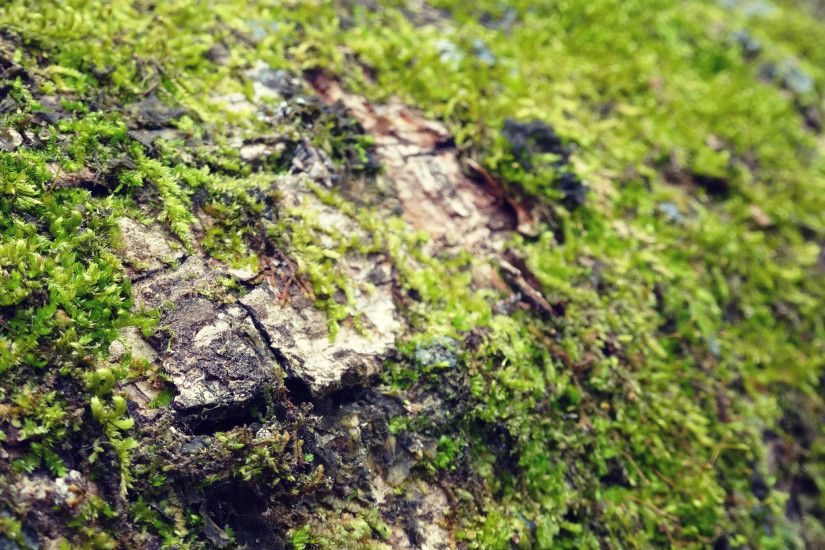 Moss-on-Pine-Tree--Nature-Wallpaper-from-katienormalgirl