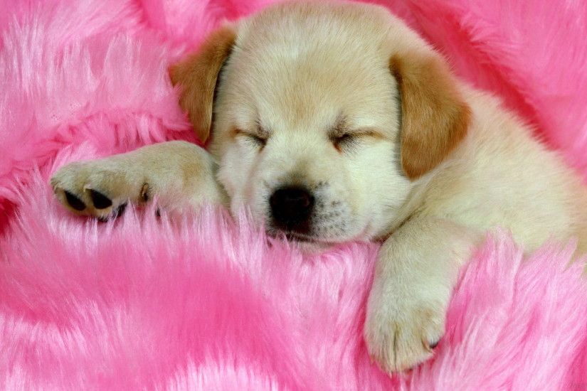 Cute Puppy Sleeping Wallpaper