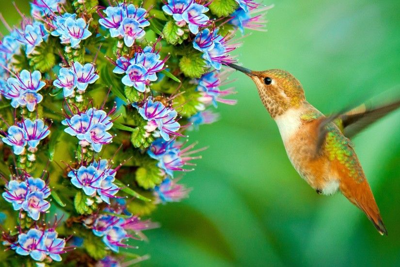 Animals / Hummingbird Wallpaper