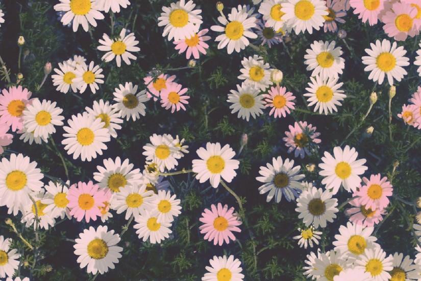 ... 17 Best ideas about Daisy Wallpaper on Pinterest | Screensaver .
